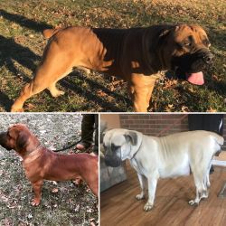 South African Boerboel pup for sale