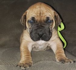Beautiful Male and Female Boerboel Puppies Available