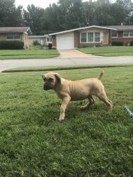 Boerboel Pups available