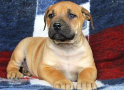 Sweet and Great Puppies of Boerboel for sale
