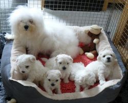 lookk...look...Beautiful Bolognese puppies for sale...