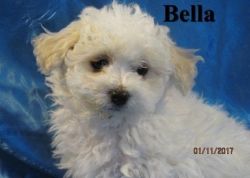 cute male and female belognese puppies for adoption...