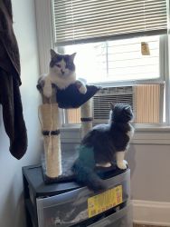 Two little lovely kitties need a new forever home.
