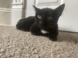 Black kitten needs comfort