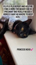 Finding a loving home for Neko and kittens!
