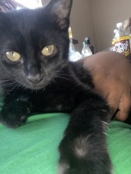 Two 6 month black cats for sell
