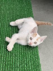 Cute kitten looking for a loving home!
