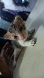 Kitten for adoption