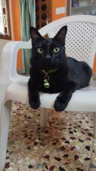 Want to sell a bombay breed cat.