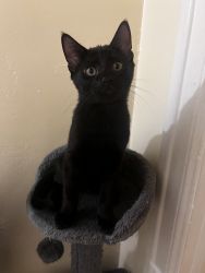 Kitten for sale