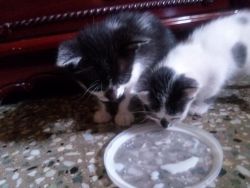 cute one month old kittens for adoption