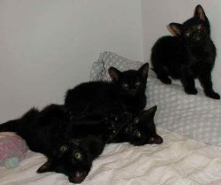 Tica Registered Bombay Kittens Seeking New Homes