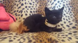 Sheba The Tiny Female Bombay Kitten For Sale