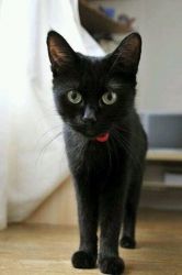 Black Bombay Kitten for sale
