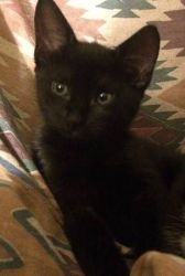 Kitten For Adoption 14 Weeks Old
