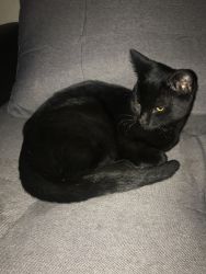 8 Month old female black cat