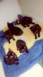 6 black kittens , need new homes