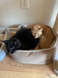 2 Cats need a new and loving home ASAP