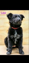 Border Collie/Lab Mix Litter of 6