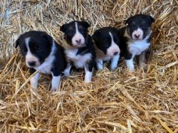 Border Colie pups available