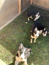 Puppies For sale in Oneida County ,NY
