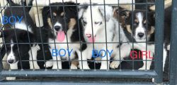 Bright Border Collie Puppies