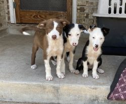 Pure Bred Border Collie puppies