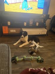 7 month old border collie puppy for sale female