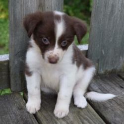 Border Collie Puppies for sell