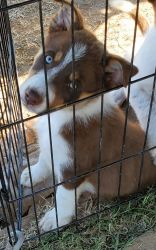 ABC,A Border Collie pups