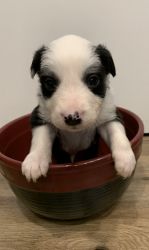 Boarder Collie puppies for sale
