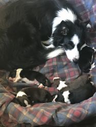 Registered Full Blooded Border Collie puppies