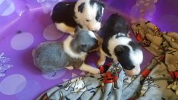 Border Collie Puppies-AKC