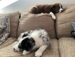 Blue Merle And Red Border Collie Puppies