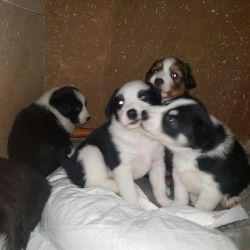 5 Border collie great pyranese pups for sale