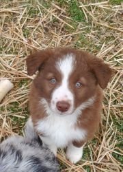 Red and white male Bordercollie