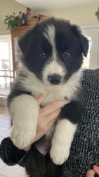 Male full-bred border collie for sale