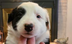 Pure boarder collie puppies n