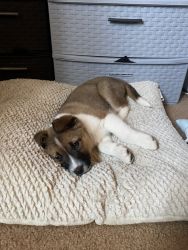 Odin puppy for sale