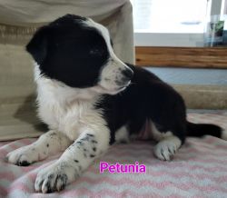 Border Collie dad, Golden Retriever-Dalmation mom, Puppies born Feb 10