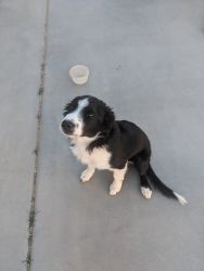 Penny Border Collie