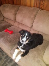 playful 13 week old male border collie