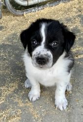 Border Collie puppies For Sale