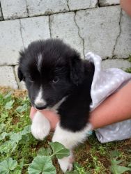 Border collie mix pup for sale