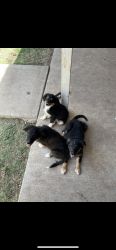Border Collie Pups!!