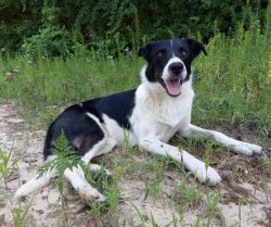 1 year old female border collie mix needs new home