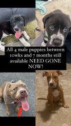 4 males available and drop off is an option