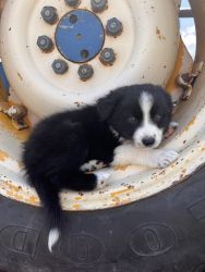 Laramie – AKC Border Collie female doggo for sale in Marlette, MI