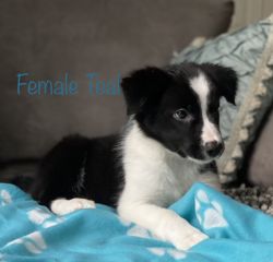 2 Precious Female Border Collie Pups