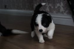 Border Collie Puppies for sale